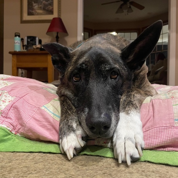 Meet your Posher, Traci - Picture 4 of 6